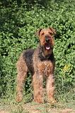 AIREDALE TERRIER 006